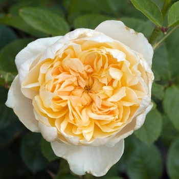 Rosa 'Jayne Austin' 'Ausbreak'