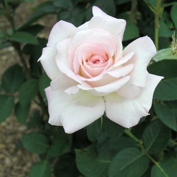 Rosa 'Jardins de Bagatelle'