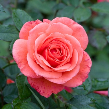 Rosa 'Candelabra'