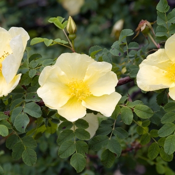 Rosa hugonis 'Father Hugo'