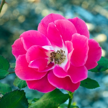 Rosa 'BAInder' PP15740