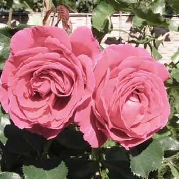 Rosa 'High Society' 