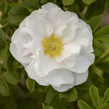 Rosa 'Henry Hudson'