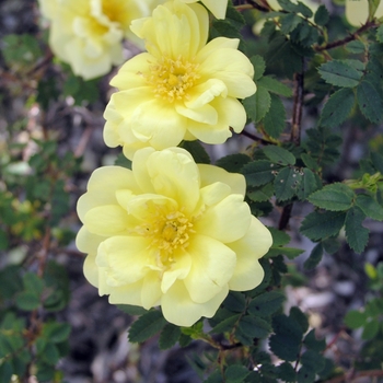 Rosa 'Harrison's Yellow' 