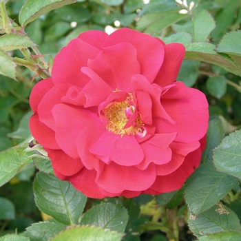 Rosa 'Hansaland' 