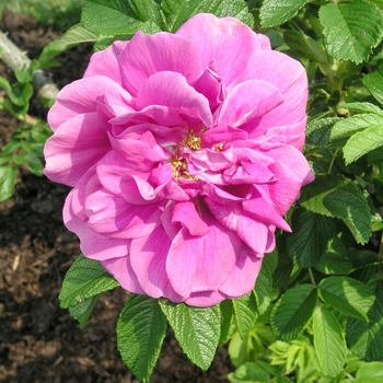 Rosa 'Hansa' 