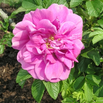 Rosa 'Hansa'