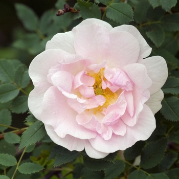 Rosa 'Haidee' 