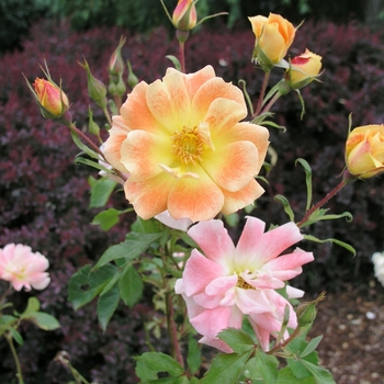 Rosa 'Gypsy Dancer'