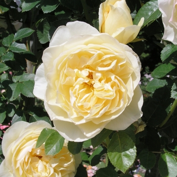 Rosa 'Graham Thomas'