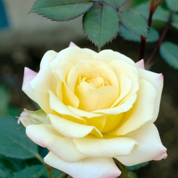 Rosa 'Good Morning America'