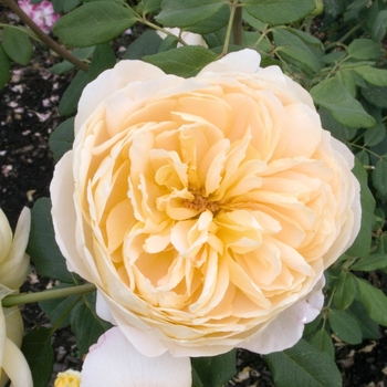 Rosa 'Golden Celebration' 