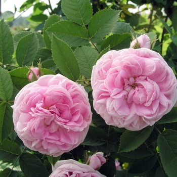 Rosa 'Gloire de Mousseux' 