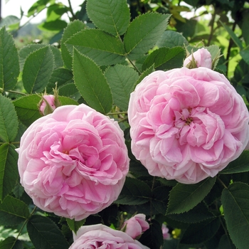 Rosa 'Gloire de Mousseux'