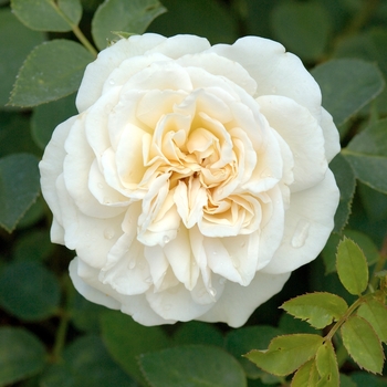 Rosa 'Gettysburg'