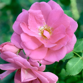 Rosa 'Frontenac'