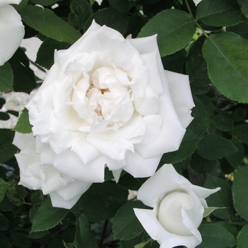 Rosa 'Frau Karl Druschki' 