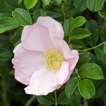 Rosa 'Frau Dagmar Hastrup' 