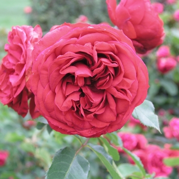 Rosa 'Francois Rabelais' (019364)