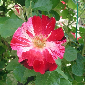Rosa 'Fourth of July' 