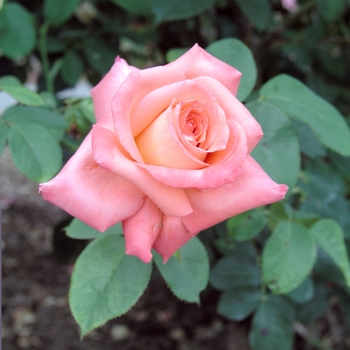 Rosa 'Folklore' 