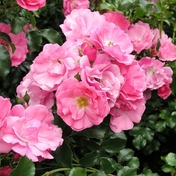 Rosa 'Pink' Noatraum