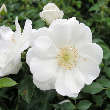 Rosa Flower Carpet® 'White'