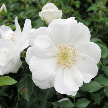 Rosa 'Noaschnee' 