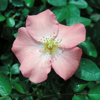 Rosa Flower Carpet® 'Coral' Noala
