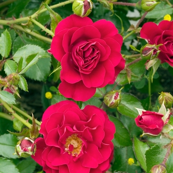 Rosa Meidiland® Fire