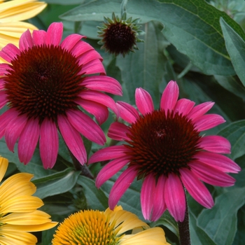 Echinacea purpurea 'After Midnight™' 'Emily Saul' PP18768