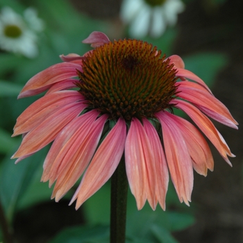 Echinacea purpurea 'Summer Sky' 'Katie Saul' PP18783