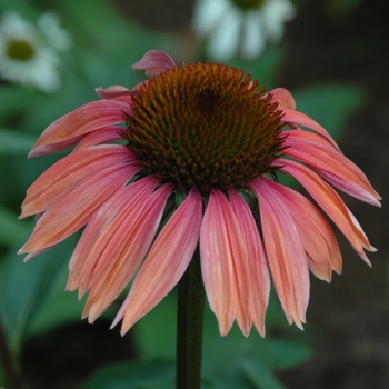 Echinacea purpurea Big Sky™ 'Summer Sky'