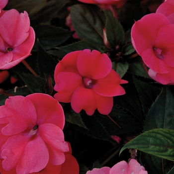 Impatiens SunPatiens® '' (019439)