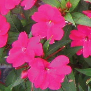 Impatiens 'SAKimp016' PP21769