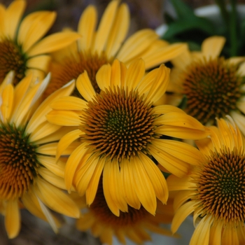 Echinacea purpurea 'Harvest Moon' 'Matthew Saul' PP17652