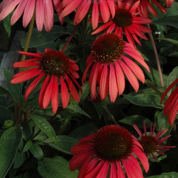 Echinacea purpurea 'Twilight' PP17651