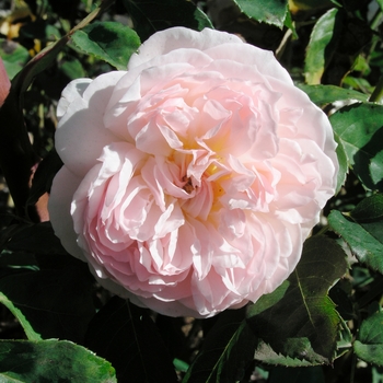 Rosa 'Evelyn' 