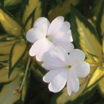 Impatiens SunPatiens® Spreading White