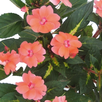 Impatiens 'Vigorous Coral' SAKIMP015 PPAF