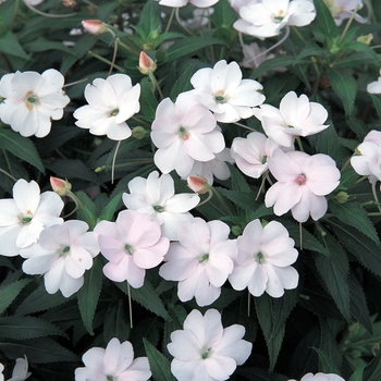 Impatiens SunPatiens® Vigorous White