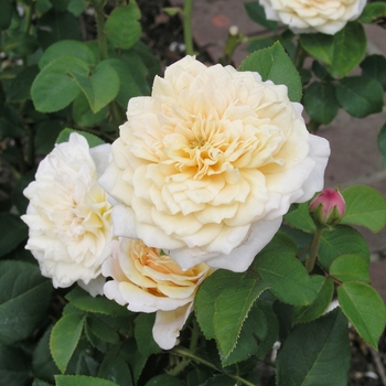 Rosa 'English Garden' 