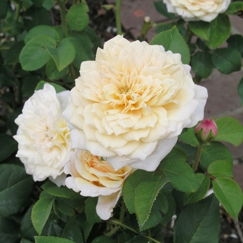 Rosa 'English Garden'