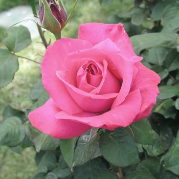 Rosa 'Electron' 