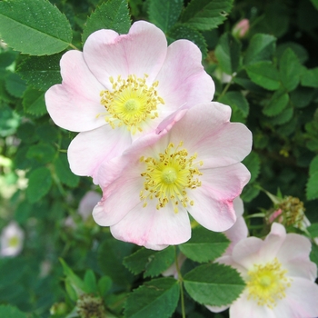 Rosa eglanteria 