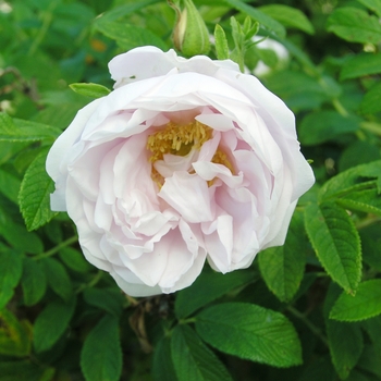 Rosa 'Dwarf Pavement'