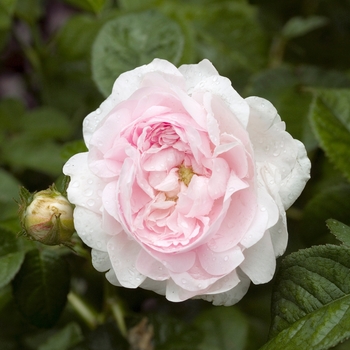 Rosa 'Duchesse de Montebello' 