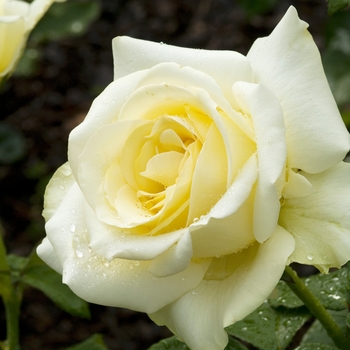 Rosa 'Elina' (019578)