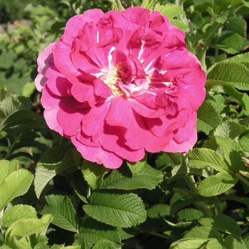 Rosa 'David Thompson' 