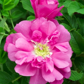 Rosa 'David Thompson' Rose from Garden Center Marketing